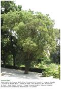 Assyrian plum